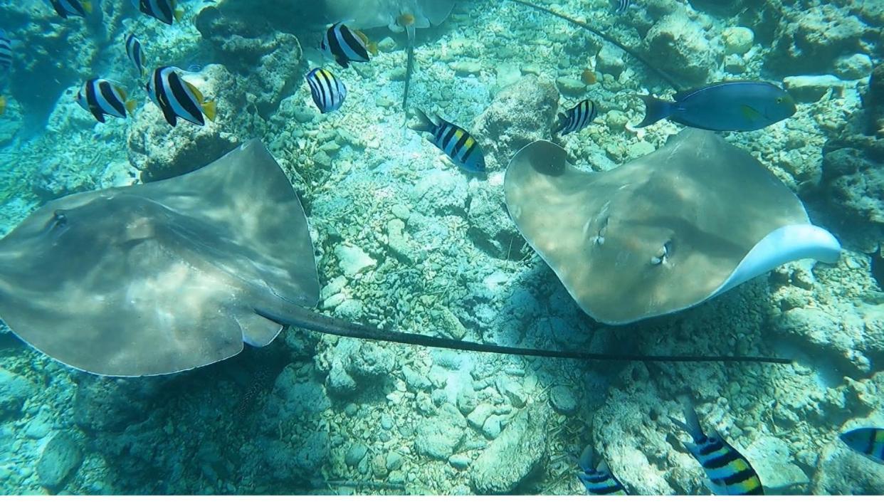 מלון טלאוסדו Ocean Breeze Maldives מראה חיצוני תמונה